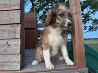 Riley, a female Aussiedoodle for sale in Lamar, MO – 2 of 10