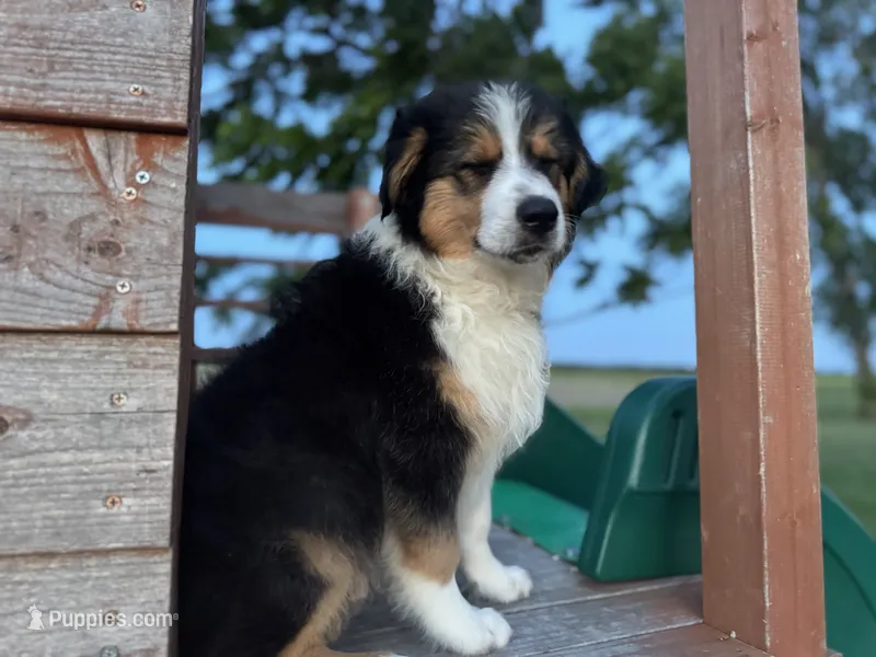 Buck – Australian Shepherd puppy for sale in Lamar, MO