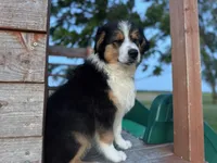 Buck, a male Australian Shepherd for sale in Lamar, MO – 1 of 10