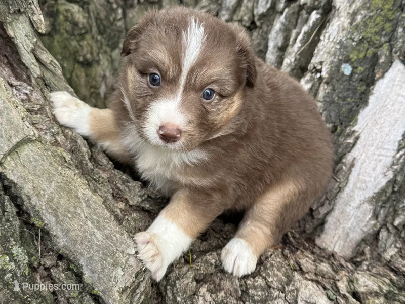 Elly – Australian Shepherd puppy for sale in Lamar, MO
