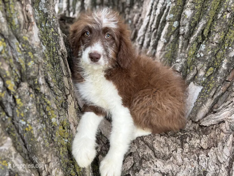Coco – Aussiedoodle puppy for sale in Lamar, MO