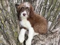 Coco, a female Aussiedoodle for sale in Lamar, MO – 1 of 10