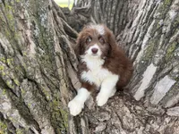Coco, a female Aussiedoodle for sale in Lamar, MO – 5 of 10