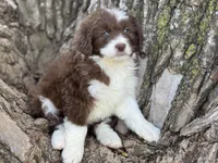 Coco, a female Aussiedoodle for sale in Lamar, MO – Photo 3 of 3