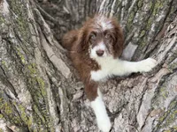 Coco, a female Aussiedoodle for sale in Lamar, MO – 2 of 10