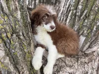 Coco, a female Aussiedoodle for sale in Lamar, MO – 3 of 10