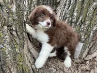 Coco, a female Aussiedoodle for sale in Lamar, MO – Photo 2 of 6