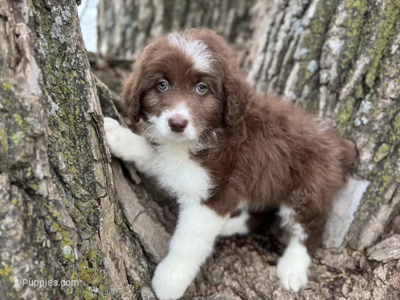Coco – Aussiedoodle puppy for sale in Lamar, MO