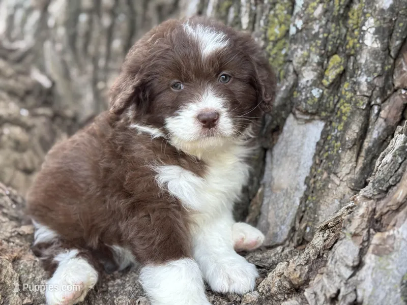 Coco – Aussiedoodle puppy for sale in Lamar, MO