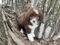 Coco, a female Aussiedoodle for sale in Lamar, MO – Photo 3 of 6