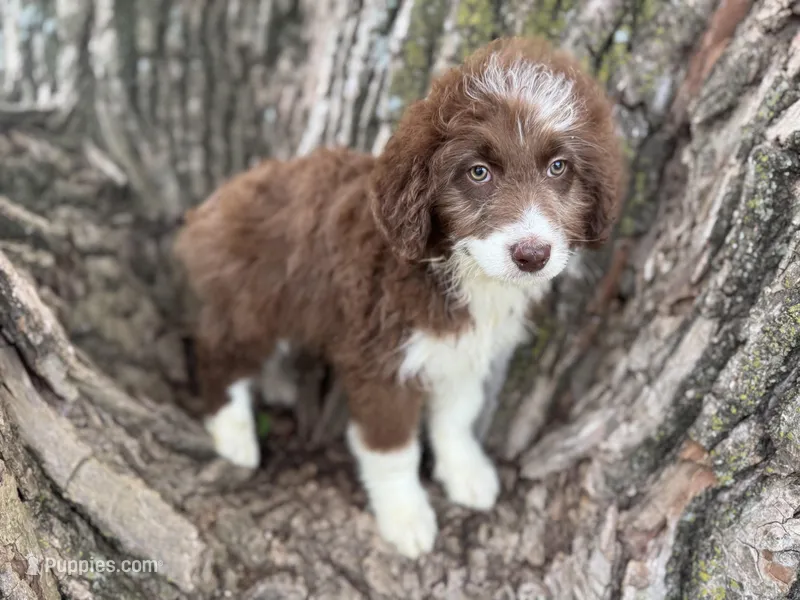Coco – Aussiedoodle puppy for sale in Lamar, MO