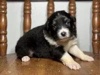 Dot, a female Australian Shepherd for sale in Lamar, MO – Photo 2 of 3