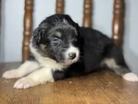 Dot, a female Australian Shepherd for sale in Lamar, MO – Photo 3 of 3