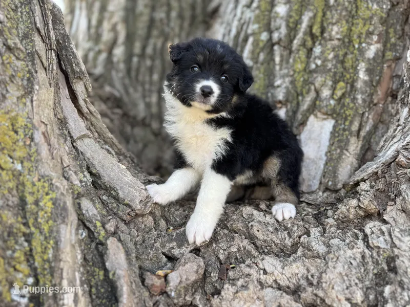Dot – Australian Shepherd puppy for sale in Lamar, MO