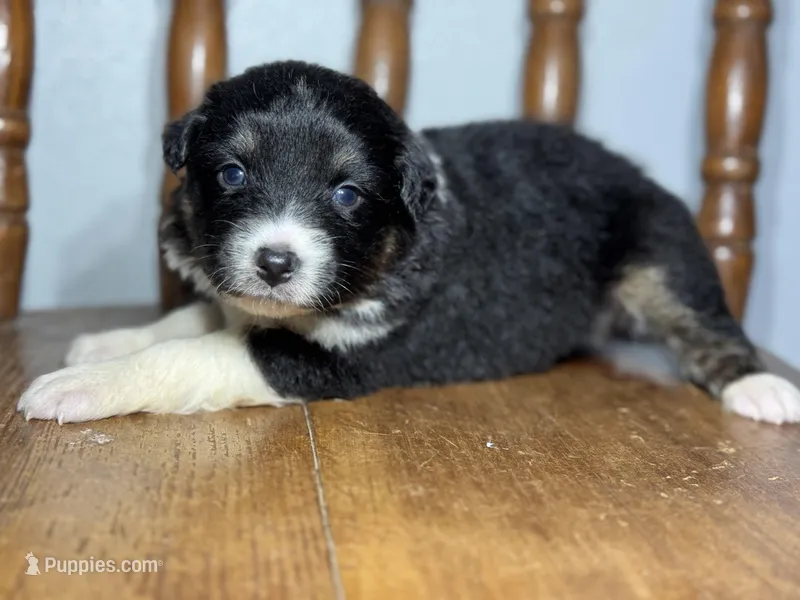 Dot – Australian Shepherd puppy for sale in Lamar, MO