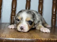 Iris, a female Australian Shepherd for sale in Lamar, MO – Photo 3 of 3