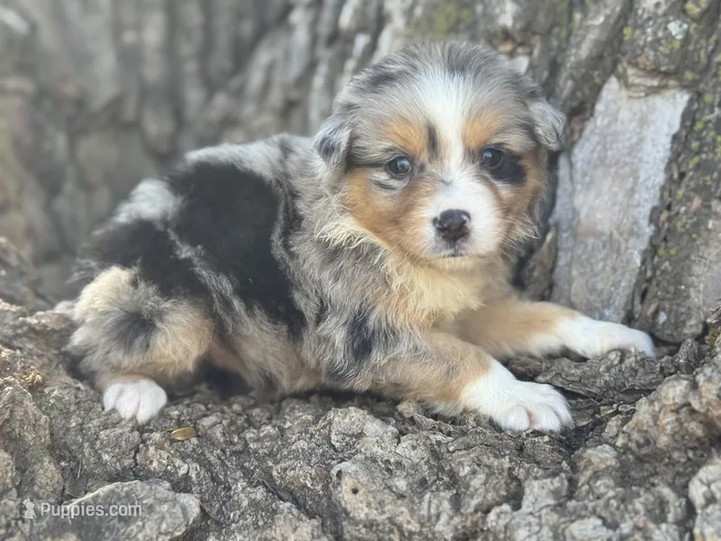 Iris – Australian Shepherd puppy for sale in Lamar, MO