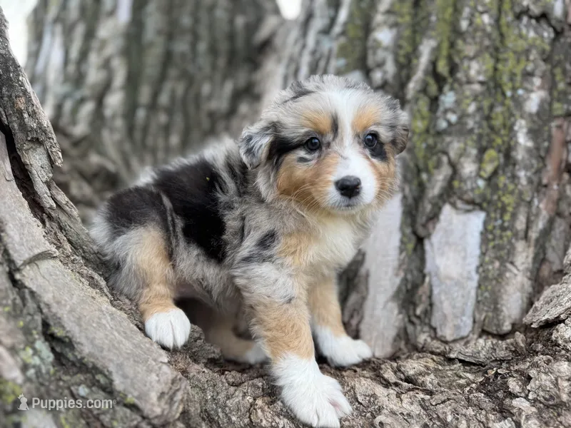 Iris – Australian Shepherd puppy for sale in Lamar, MO