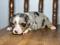 Iris, a female Australian Shepherd for sale in Lamar, MO – Photo 2 of 3