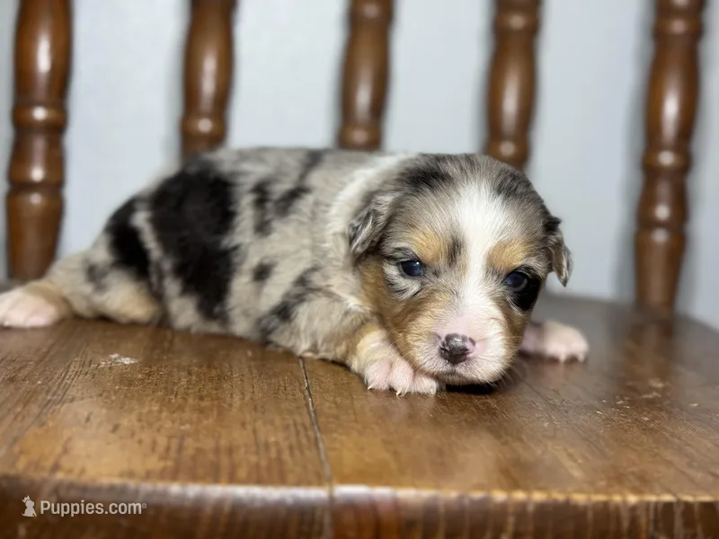Iris – Australian Shepherd puppy for sale in Lamar, MO