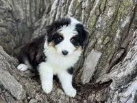 Conway, a male Australian Shepherd for sale in Lamar, MO – 2 of 4