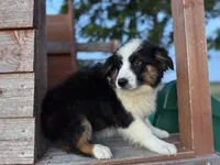 Stetson, a male Australian Shepherd for sale in Lamar, MO – 2 of 10