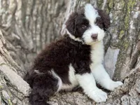 Fifi, a female Aussiedoodle for sale in Lamar, MO – Photo 3 of 3