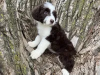 Fifi, a female Aussiedoodle for sale in Lamar, MO – Photo 2 of 6
