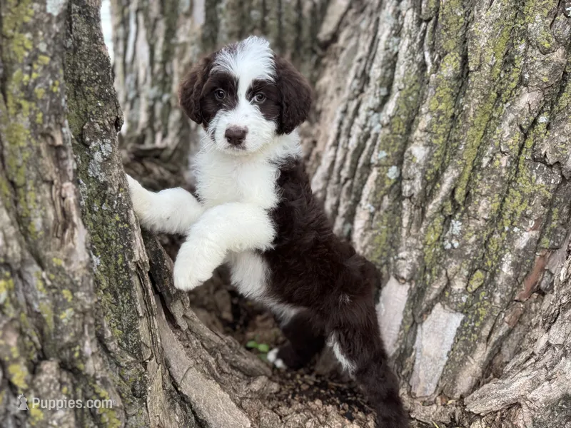 Fifi – Aussiedoodle puppy for sale in Lamar, MO