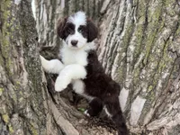 Fifi, a female Aussiedoodle for sale in Lamar, MO – Photo 1 of 6