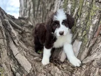 Fifi, a female Aussiedoodle for sale in Lamar, MO – Photo 3 of 6