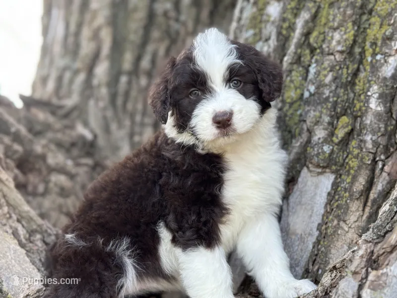 Fifi – Aussiedoodle puppy for sale in Lamar, MO
