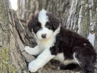 Fifi, a female Aussiedoodle for sale in Lamar, MO – Photo 2 of 3