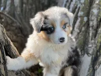 Ducky, a female Australian Shepherd for sale in Lamar, MO – 1 of 4