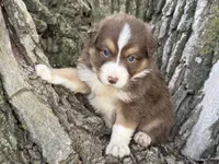 Rolli, a female Australian Shepherd for sale in Lamar, MO – 5 of 8