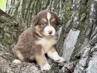 Rolli, a female Australian Shepherd for sale in Lamar, MO – 4 of 8
