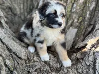 Diggs, a male Australian Shepherd for sale in Lamar, MO – 3 of 5
