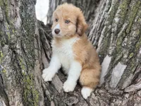Bailey, a female Aussiedoodle for sale in Lamar, MO – 4 of 9