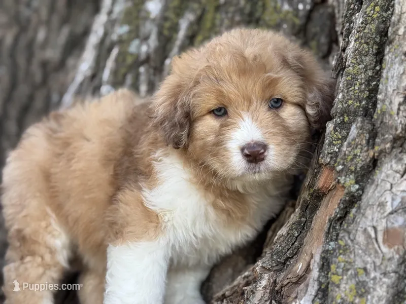 Bailey – Aussiedoodle puppy for sale in Lamar, MO