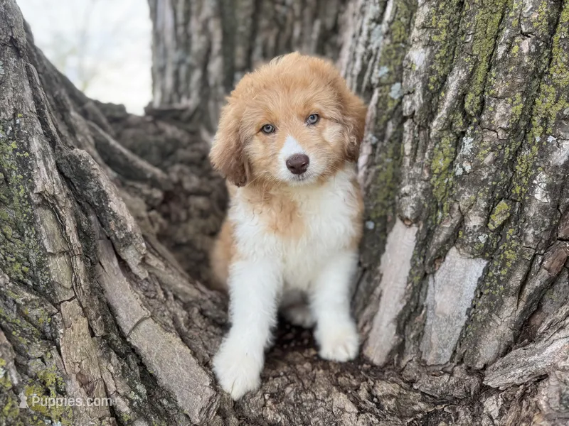 Bailey – Aussiedoodle puppy for sale in Lamar, MO