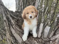 Bailey, a female Aussiedoodle for sale in Lamar, MO – 3 of 9
