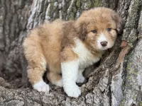 Bailey, a female Aussiedoodle for sale in Lamar, MO – Photo 3 of 3