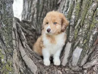 Bailey, a female Aussiedoodle for sale in Lamar, MO – 5 of 9