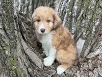 Bailey, a female Aussiedoodle for sale in Lamar, MO – Photo 3 of 6