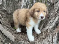 Bailey, a female Aussiedoodle for sale in Lamar, MO – Photo 1 of 6