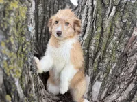 Bailey, a female Aussiedoodle for sale in Lamar, MO – 2 of 9