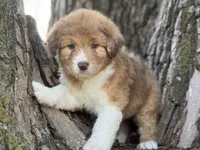 Bailey, a female Aussiedoodle for sale in Lamar, MO – Photo 2 of 3