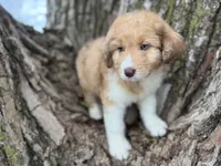 Bailey, a female Aussiedoodle for sale in Lamar, MO – Photo 2 of 6