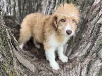 Bailey, a female Aussiedoodle for sale in Lamar, MO – 1 of 9
