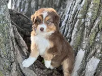 Scout, a male Australian Shepherd for sale in Lamar, MO – 4 of 4